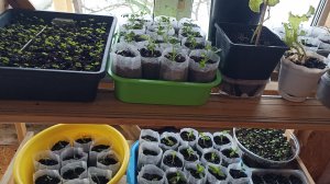 Моя рассада в конце марта.