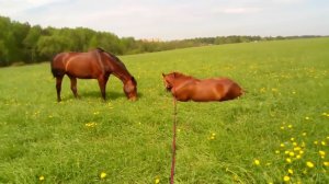 Валяться на зелёной траве - это прекрасно!