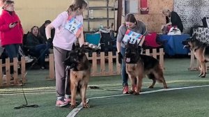 МОЛОДЫЕ КОБЕЛИ / КЧК БРОННИЦЫ 14 марта`26 З.Данильченко Моно немецких овчарок