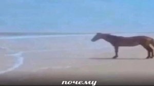 Завидует....