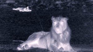 Страна больших кошек 5 серия (документальный сериал, 2020)