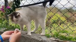 Обед у попрыгунчика