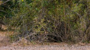 Страна больших кошек 3 серия (документальный сериал, 2020)