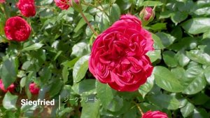 1000012352.mp4.  " боже мой , меня прости...