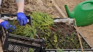 Первые дела на даче 🏡