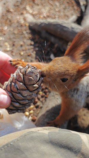 Шишка для белки