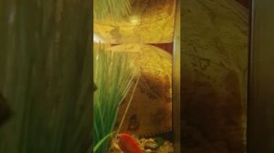 Наш аквариум СТРИМ