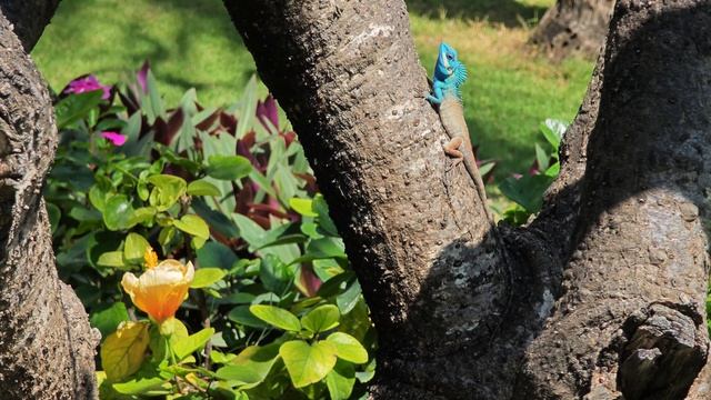 Ящерицы Калоты Вьетнам