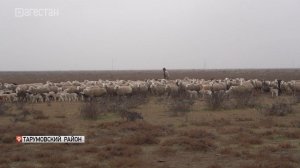 В Дагестане в разгаре ягнение овец