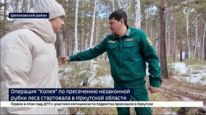 Операция «Колея» по пресечению незаконной рубки леса стартовала в Иркутской области