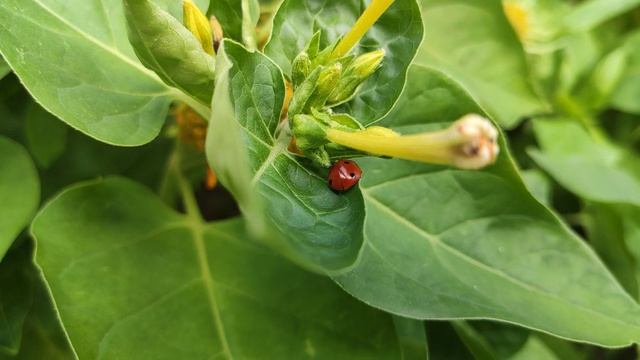 Один из дней города Евпатории | 23 июля 2021 год | Крым | ХАН БАТОН XAH 6ATOH | VID_20210723_153830