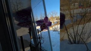 Утренний эфир от 25.03.26 пересаживаю цветы, убираюсь на улице, пришла доча