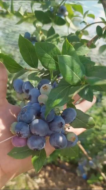 Комплексное удобрение для голубики