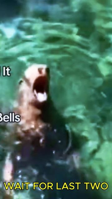 Подборка смешных видео по рейтингу