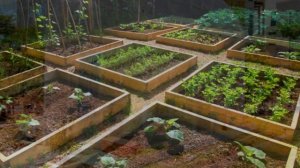 Дачные премудрости ! (12)