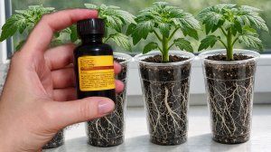 1 Капля под любую рассаду и даже слабая рассада станет крепкой, повышает урожайность во много раз