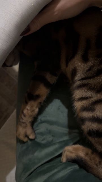 Домашняя жизнь с бенгалом