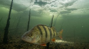 Рыбалка на Жерлицы по последнему льду! Щука, окунь, рак. Подводная съемка