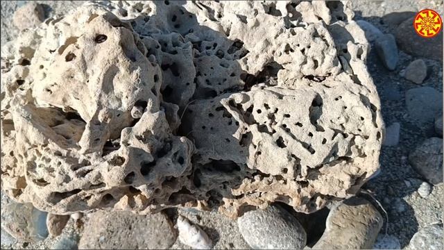 Оаменелый морской ёж и ещё немного интересного
🔥🔥🔥