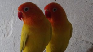 Цыплята, продажа черной львинки, попугаи.