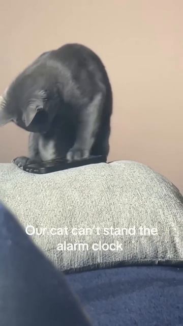 Кот против смартфона: пушистый гений научился выключать будильник быстрее людей