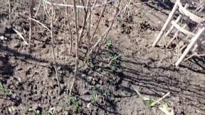 25е Марта. Погодка - прелесть.