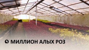 Как Ставрополь стал самым цветущим городом на юге России?