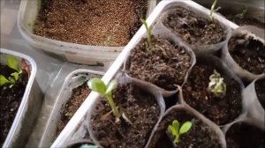 Рассада на 13 марта