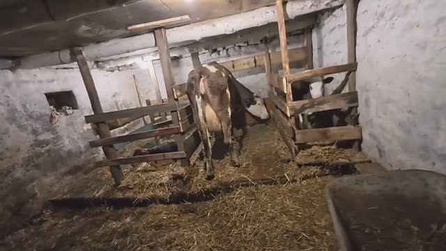 С утра подоила и ушла спать. Вот такая жизнь в деревне.. смотреть онлайн
