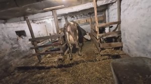 Я в шоке! С утра подоила бросила её и ушла спать. Вот такая жизнь в деревне..
