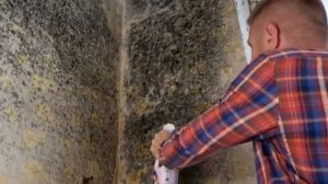 Как избавится от Плесени, Грибка и Мха НАВСЕГДА