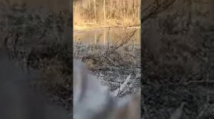 Настоящая Охота. в прямом эфире!