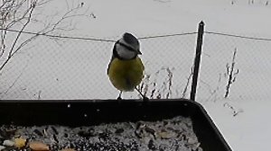 У лазоревки волосы дыбом от новой кормушки