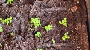 Пикирование Табака