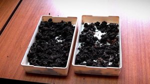 В тверском филиале Россельхозцентра появились необычные жильцы – черви-старатели