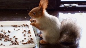 хозяйка зоопарка