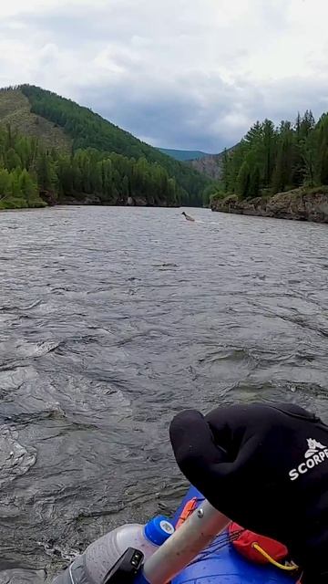 Сплав по Тыве. Хариус и бурляшки)