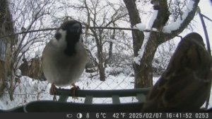 Птицы на кормушке в САДУ / ФОТОЛОВУШКА в саду