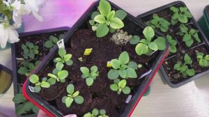 Хлороз у петунии 7 причин появления хлороза Виды хлороза  Чем лечить