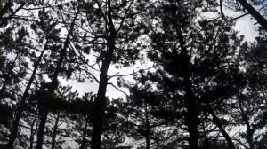 Утро в лесу