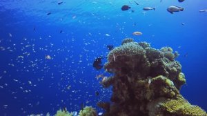 Жизнь в океане