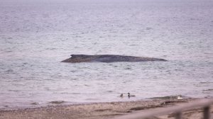 Смертельное мелководье: в Германии пытаются спасти кита, который выбросился на берег