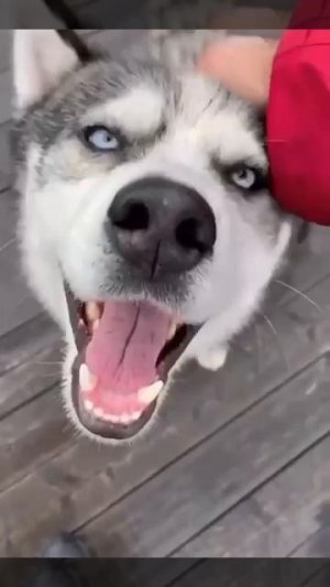 Блаженство, аж замурлыкал😋))