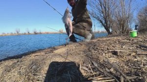 ЖОР КАРАСЯ ПОСЛЕ ЗИМНЕЙ СПЯЧКИ. весенняя РЫБАЛКА НА ПРОСТЫЕ ДОНКИ