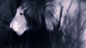 Страна больших кошек 1 серия (документальный сериал, 2020)