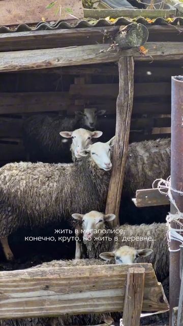 #деревня #деревенскаяжизнь #жизньзагородом #природа