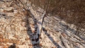 Супер Охота.\\ Подстригаю Изюбря и Добываю Кабаргу.\\ Охота на Кабаргу с Подхода.\\ Январь.