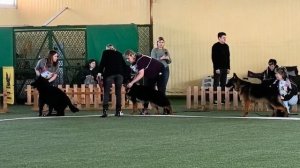 ЩЕНКИ КОБЕЛИ / КЧК БРОННИЦЫ 14 марта`26 З.Данильченко Моно немецких овчарок
