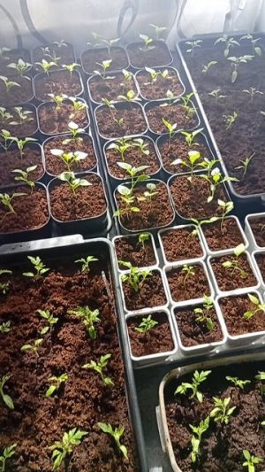 расада Помидорки и перцы