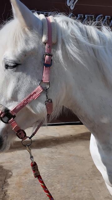 Ввели KPI на ранчо! Будет ли результат?